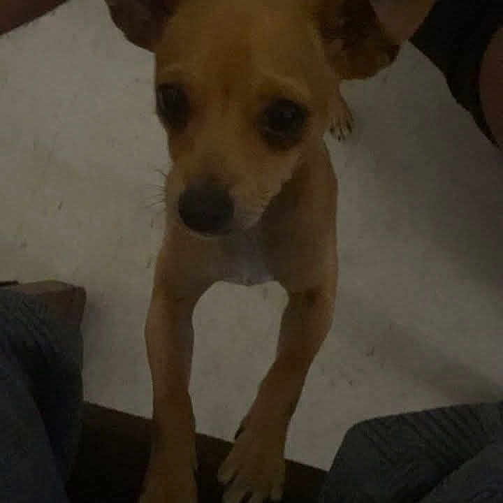 Taz