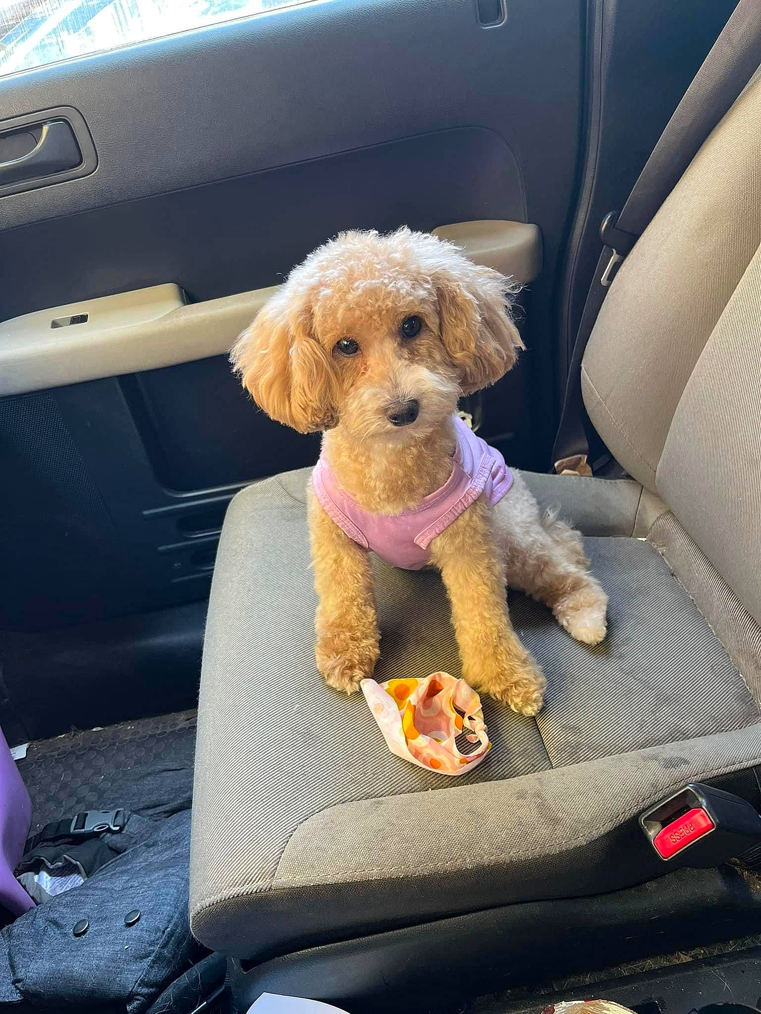 Dulce is registered to the contest to win money with this photo: auto_part, automotive_exterior, automotive_mirror, car, car_seat, car_seat_cover, carnivore, companion_dog, dog, dog_breed, fawn, mode_of_transport, motor_vehicle, seat_belt, snout, stuffed_toy, toy, toy_dog, vehicle, vehicle_door