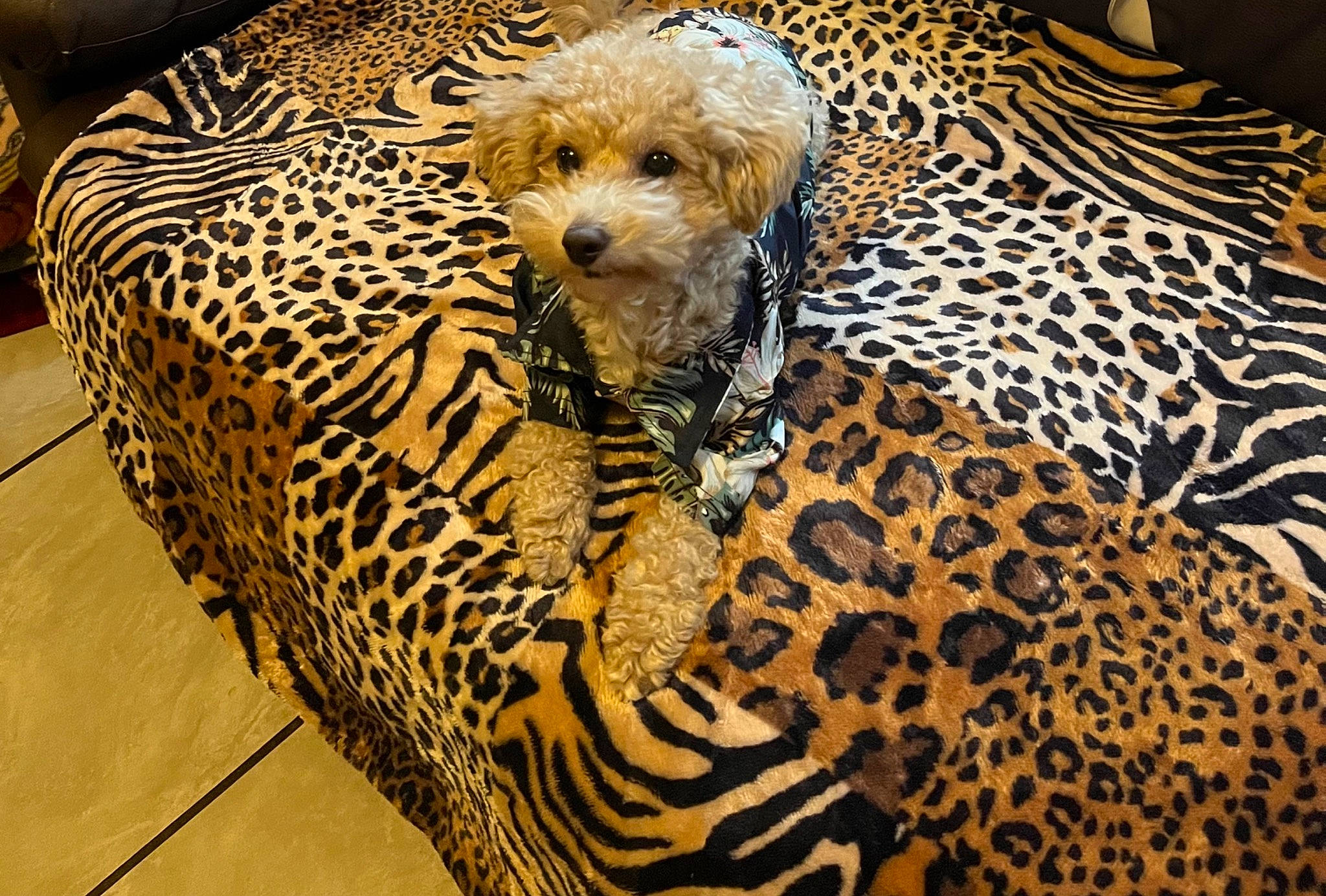 Canelo is registered to the contest to win money with this photo: african_leopard, big_cats, canidae, carnivore, cheetah, comfort, companion_dog, dog_breed, fawn, felidae, fur, jaguar, leopard, organism, small_to_medium_sized_cats, snout, sporting_group, terrestrial_animal, whiskers, wildlife