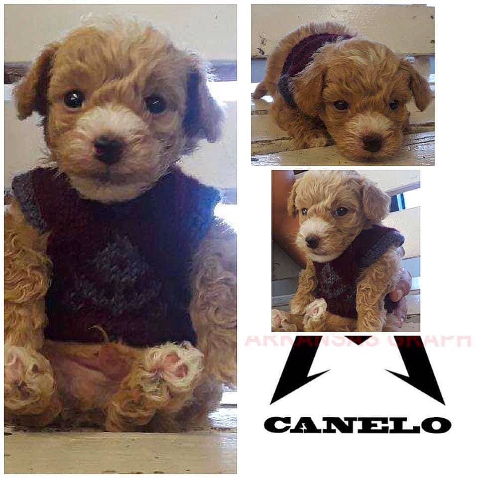 Canelo joined the competition — help win amazing prizes! art, bear, brown_bear, canidae, carnivore, companion_dog, dog_breed, fawn, fur, liver, mammal, plush, snout, sporting_group, stuffed_toy, teddy_bear, terrestrial_animal, textile, toy, vertebrate