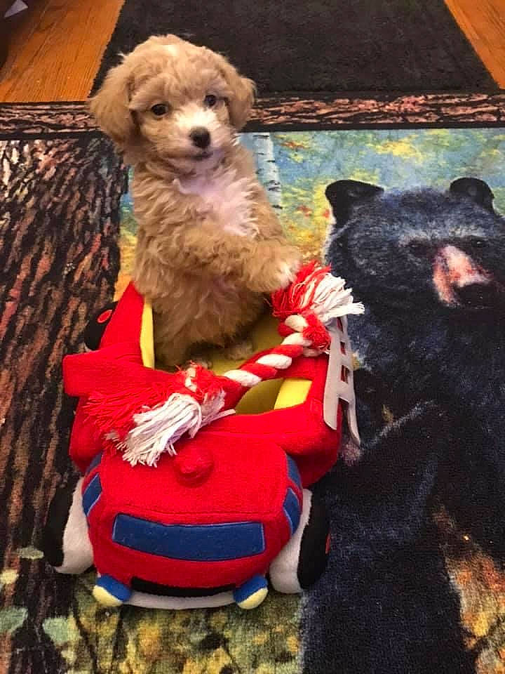 Canelo joined the competition — help win amazing prizes! airedale_terrier, american_black_bear, blue, canidae, carnivore, companion_dog, costume, dog, dog_breed, dog_clothes, dog_supply, event, fawn, fur, leash, snout, sporting_group, terrestrial_animal, toy_dog, working_animal