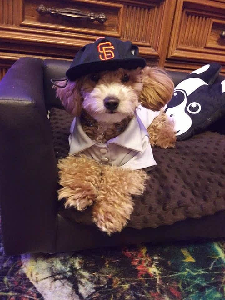 Canelo joined the competition — help win amazing prizes! bow_tie, carnivore, companion_dog, dog, dog_breed, dog_clothes, dog_supply, fur, hat, maltepoo, puppy_love, schnauzer, small_terrier, snout, sporting_group, standard_schnauzer, terrier, toy_dog, working_animal, yorkipoo