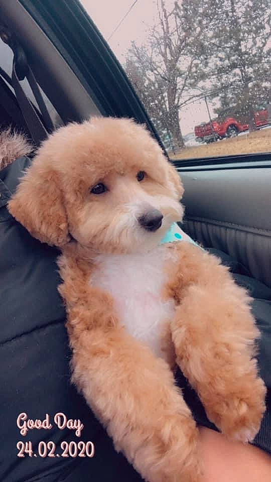 Canelo is registered to the contest to win money with this photo: canidae, car, carnivore, collar, companion_dog, dog, dog_breed, dog_collar, fur, non_sporting_group, snout, sporting_group, terrier, toy_dog, tree, vehicle, vehicle_door, window, windshield, working_animal