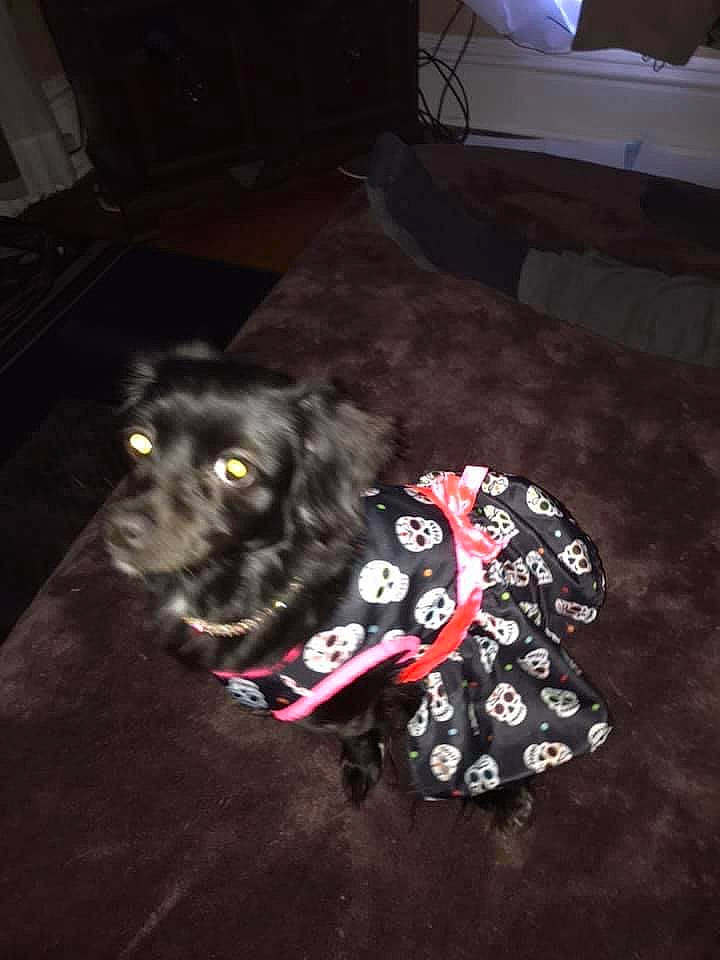 Daisy is registered to the contest to win money with this photo: canidae, carmine, carnivore, companion_dog, darkness, dog, dog_breed, dog_supply, floor, flooring, fur, guard_dog, non_sporting_group, paw, room, snout, sporting_group, toy_dog, whiskers, working_animal