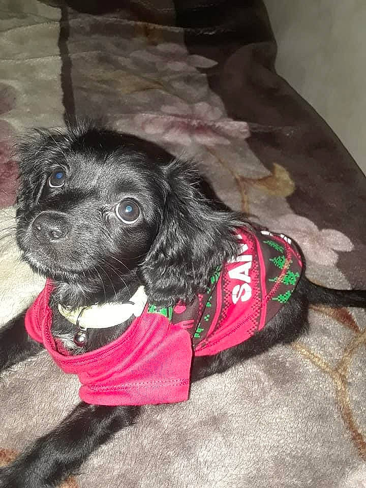 Daisy joined the competition — help win amazing prizes! canidae, carnivore, cocker_spaniel, collar, companion_dog, dachshund, dog, dog_breed, dog_clothes, dog_collar, dog_supply, fur, leash, liver, pet_supply, spaniel, sporting_group, toy_dog, whiskers, working_animal