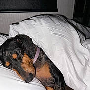 Dolly J joined the competition — help win amazing prizes! dog, dachshund, sleeping, bed, blanket, white_bedding, cozy, pet, animal, resting, indoor, fur, collar, cute, peaceful, nap, domestic_animal, portrait, quiet, comfort
