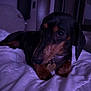 Dolly J joined the competition — help win amazing prizes! dog, dachshund, pet, indoor, bed, blanket, collar, tag, brown, black, fur, cute, animal, portrait, resting, cozy, soft, looking_away, low_light, sleepy