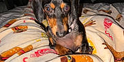Dolly J joined the competition — help win amazing prizes! dog, dachshund, pet, animal, blanket, indoor, cute, fur, black, brown, small_dog, collar, cozy, patterned_blanket, closeup, looking_at_camera, expressive_eyes, sitting, domestic_animal, companion_pet
