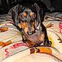 dog, dachshund, pet, animal, blanket, indoor, cute, fur, black, brown, small_dog, collar, cozy, patterned_blanket, closeup, looking_at_camera, expressive_eyes, sitting, domestic_animal, companion_pet