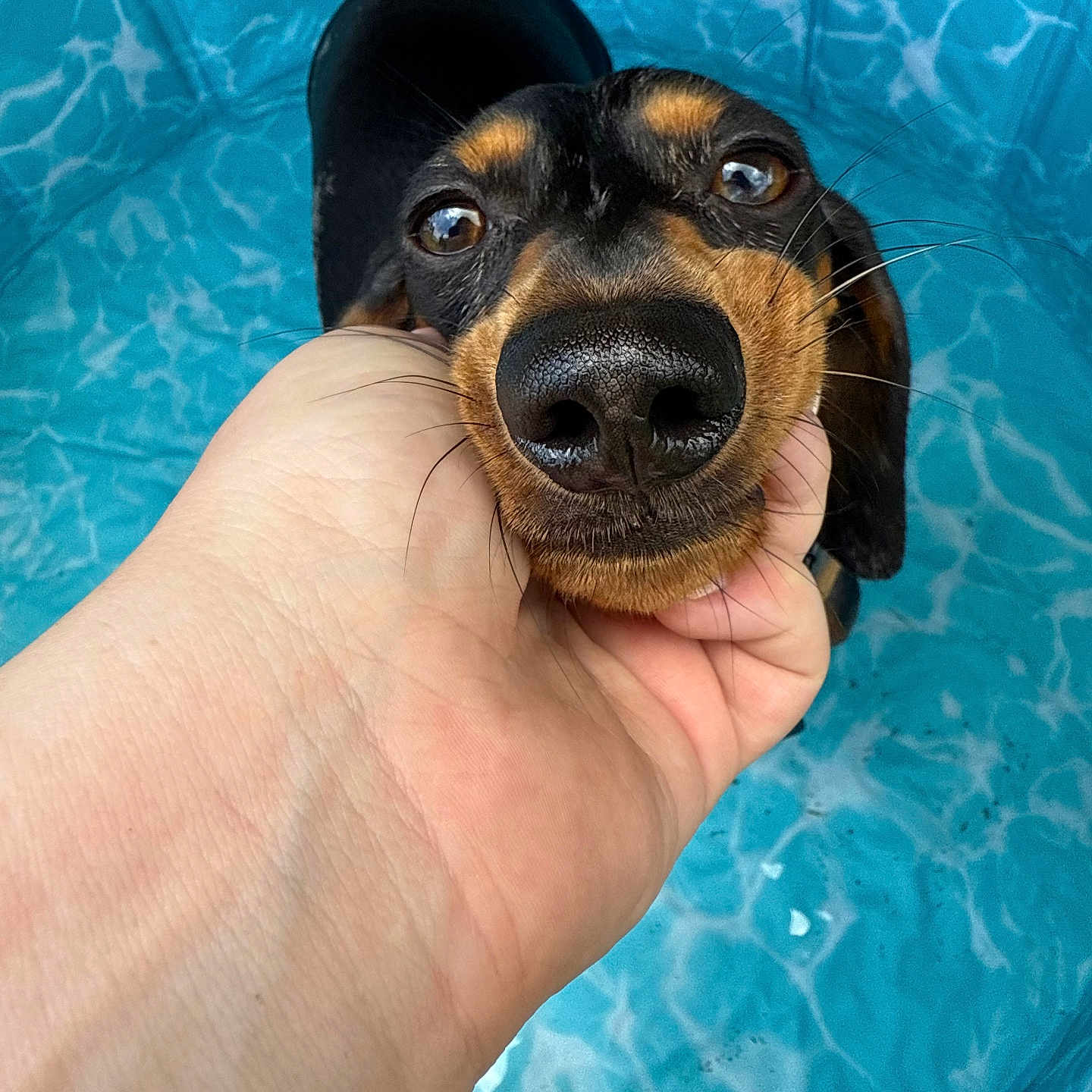 Dolly J is registered to the contest to win money with this photo: animal, black, brown, canine, close_up, cute, dachshund, dog, face, friendly, hand, outdoor, paw, pet, playful, pool, snout, summer, water, whiskers