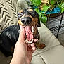 Dolly J joined the competition — help win amazing prizes! dog, pet, hand, yawning, couch, indoor, plant, leafy_plant, potted_plant, brown_and_black_dog, canine, close_up, tongue, teeth, paw, relaxed, home, furniture, cushion, comfort