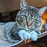 Dumbledore joined the competition — help win amazing prizes! cat, tabby, close_up, indoor, pet, animal, feline, whiskers, green_eyes, paws, perch, relaxed, fur, curious, domestic_cat, cute, portrait, soft_light, background_blur, resting