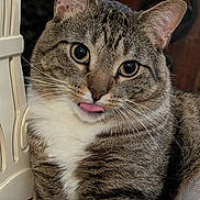 Dumbledore is registered to the contest to win money with this photo: cat, tabby_cat, tongue_out, close_up, indoor, feline, whiskers, curious, playful, pet, animal, fur, striped, white_chest, chair_leg, wooden_furniture, sitting, cute, expression, portrait