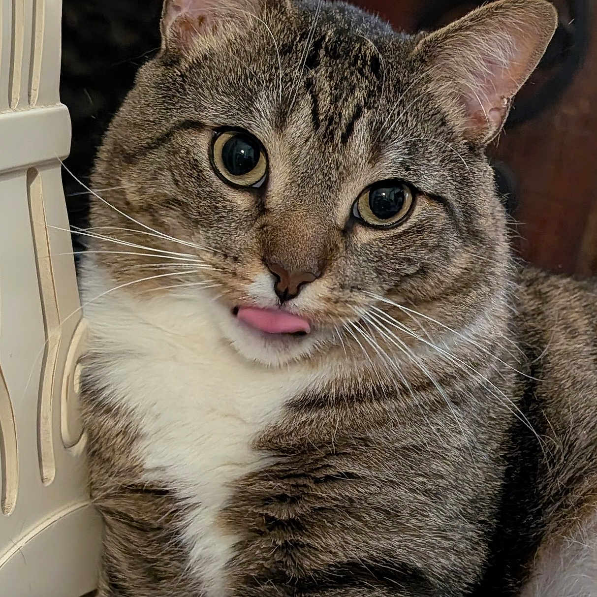Dumbledore is registered to the contest to win money with this photo: cat, tabby_cat, tongue_out, close_up, indoor, feline, whiskers, curious, playful, pet, animal, fur, striped, white_chest, chair_leg, wooden_furniture, sitting, cute, expression, portrait