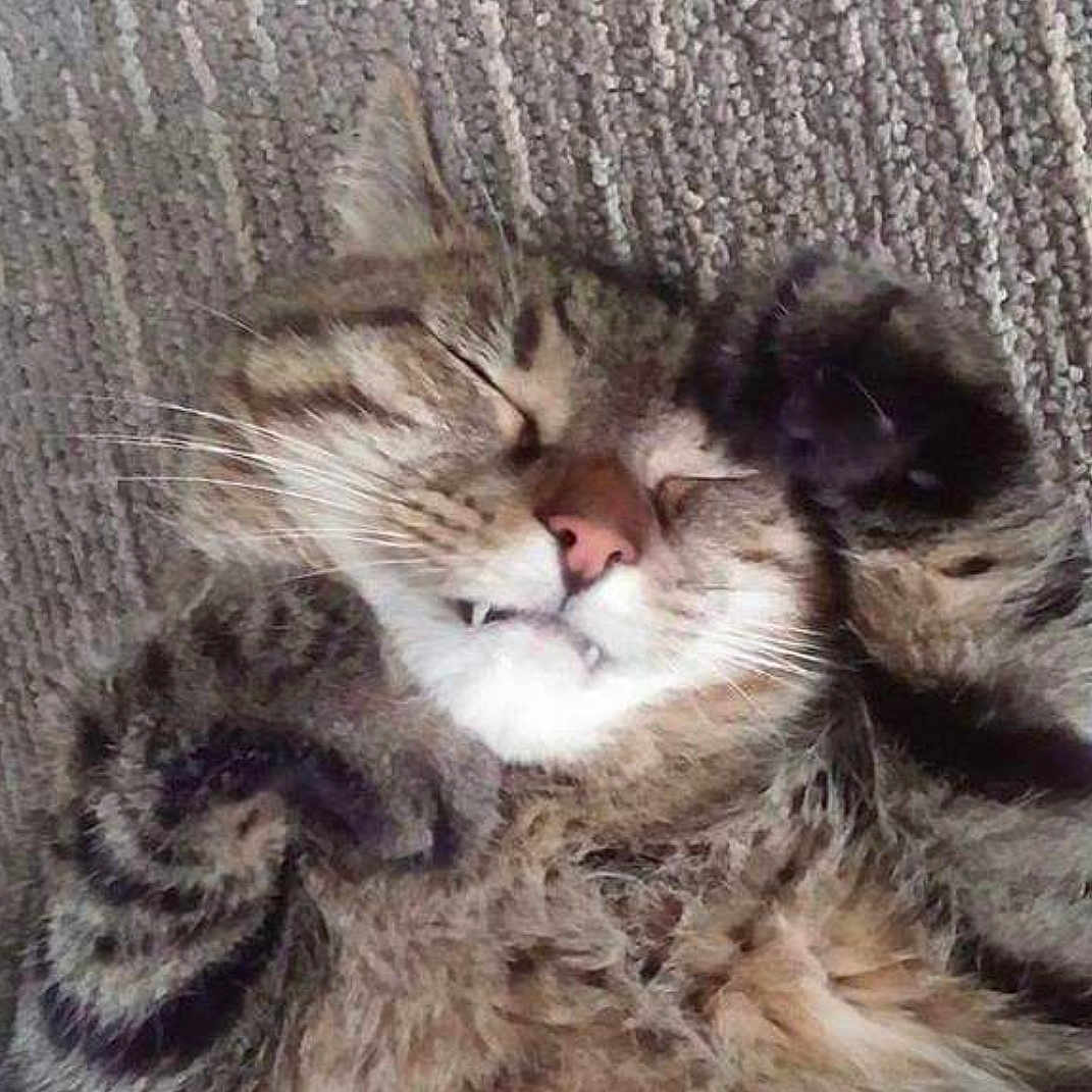 Sir Lancelot is registered to the contest to win money with this photo: american_shorthair, asian, california_spangled, carnivore, cat, close_up, domestic_short_haired_cat, dragon_li, european_shorthair, felidae, fur, kitten, nose, pixie_bob, polydactyl_cat, siberian, small_to_medium_sized_cats, snout, tabby_cat, whiskers
