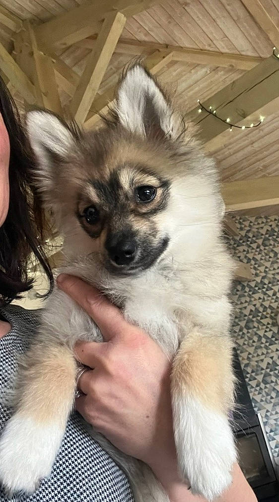 Liberty a rejoint le concours — aidez-le/la à gagner de superbes lots ! ancient_dog_breeds, canidae, carnivore, companion_dog, dog, dog_breed, dog_supply, fawn, fur, non_sporting_group, puppy, snout, spitz, sporting_group, terrestrial_animal, toy_dog, whiskers, wildlife