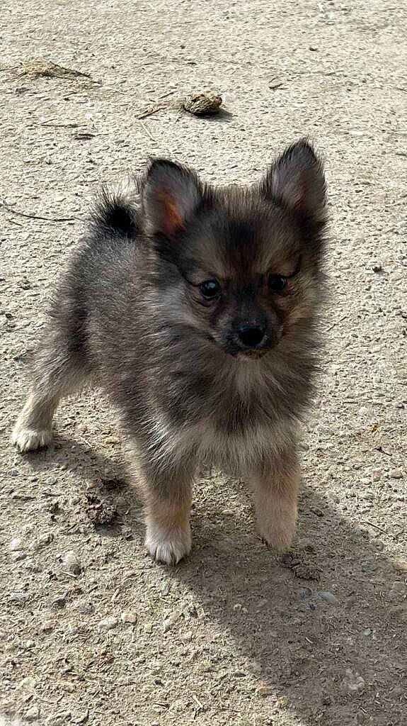 Liberty participe au concours pour gagner de l'argent avec cette photo : canidae, carnivore, companion_dog, dog, dog_breed, fawn, fur, paw, puppy, sitting, snout, soil, sporting_group, tail, terrestrial_animal, toy_dog, whiskers, wildlife, working_animal