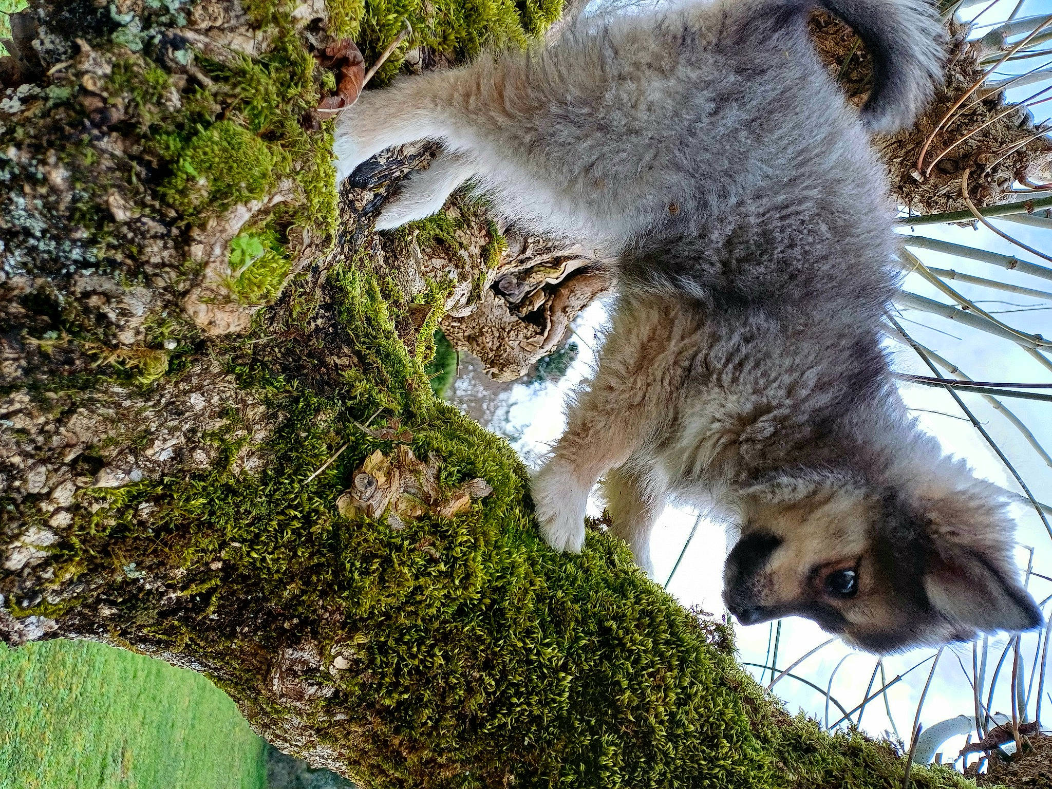 Liberty participe au concours pour gagner de l'argent avec cette photo : algae, carnivore, cat, claw, felidae, fur, grass, groundcover, moss, natural_material, plant, tail, terrestrial_animal, terrestrial_plant, tree, trunk, twig, whiskers, wildlife, wood