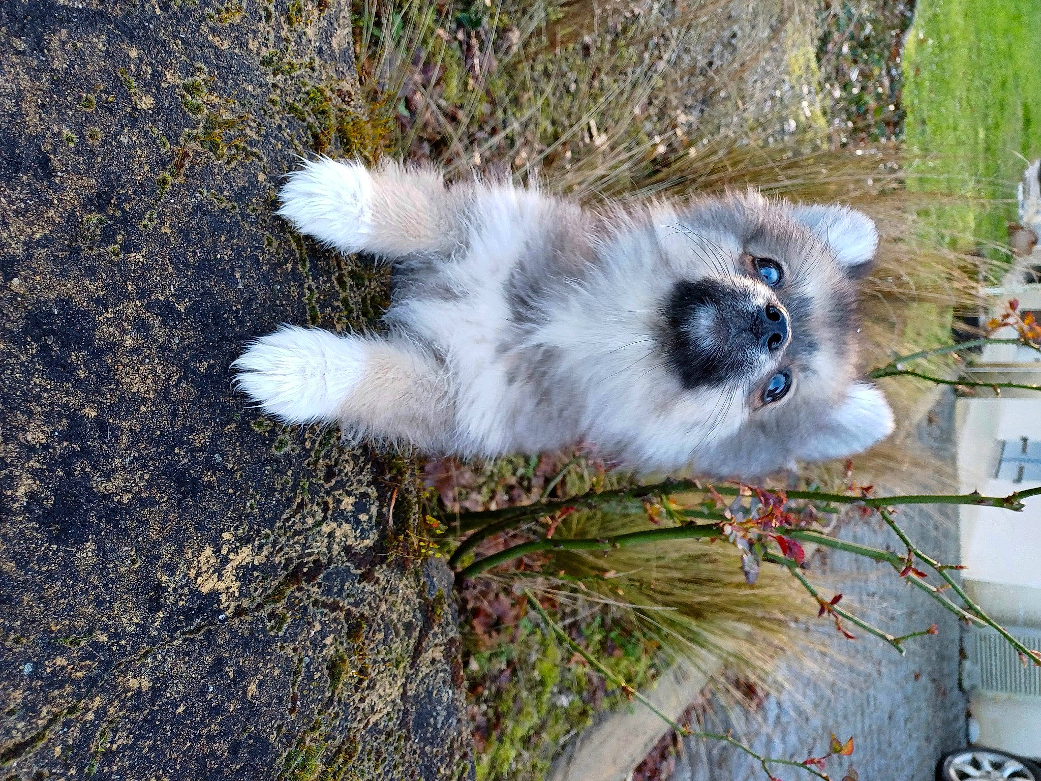 Liberty a rejoint le concours — aidez-le/la à gagner de superbes lots ! canidae, carnivore, companion_dog, dog_breed, fawn, fur, grass, plant, snout, soil, sporting_group, tail, terrestrial_animal, tree, whiskers, wildlife, working_animal