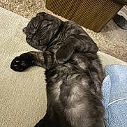 Pepper is registered to the contest to win money with this photo: black_cat, sleeping_cat, cat, animal, pet, bunny, rabbit, furry, relaxed, cozy, indoor, carpet, couch, furniture, soft_texture, home, cute, mammal, resting, companion