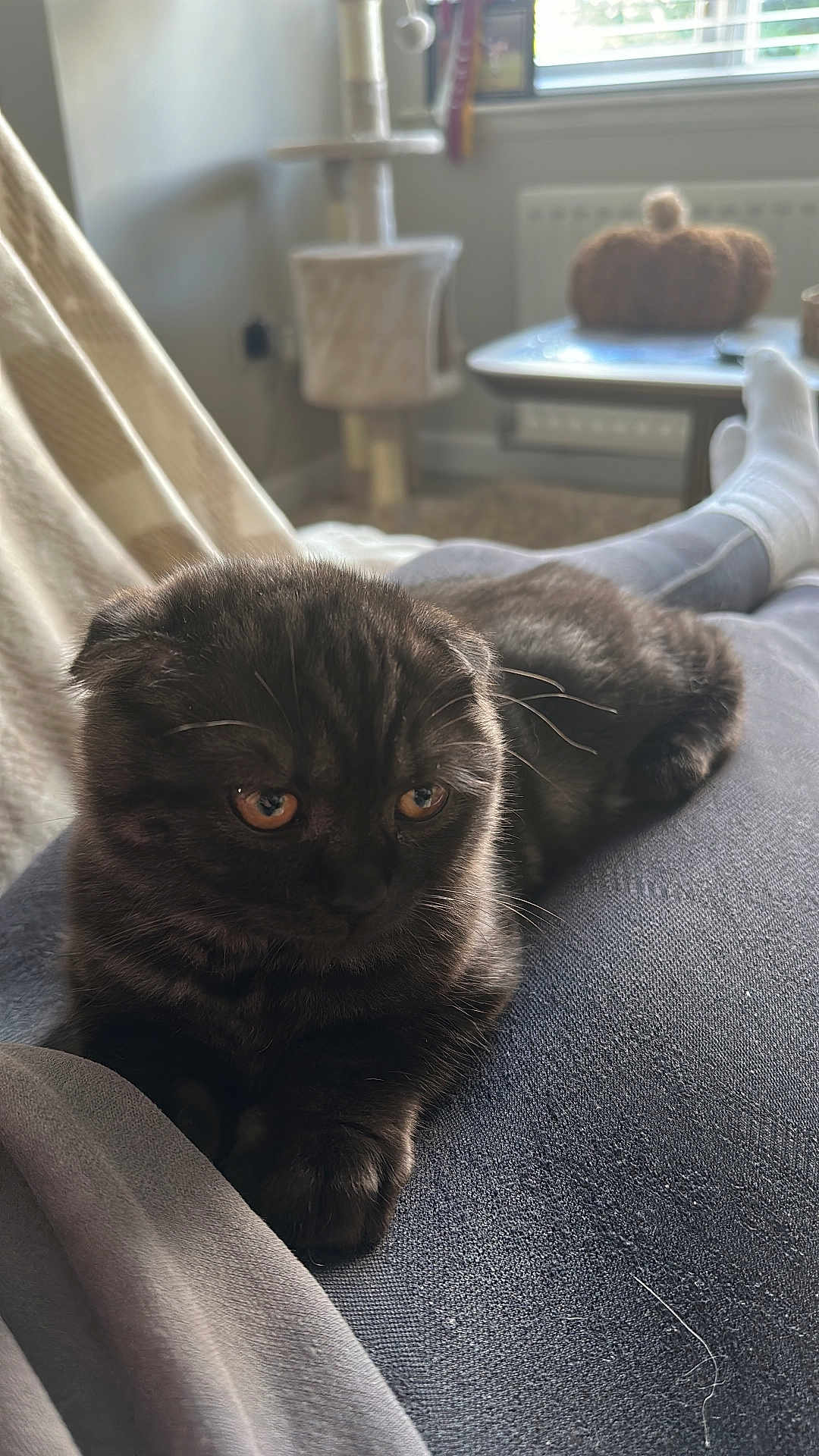 Pepper is registered to the contest to win money with this photo: kitten, cat, black_cat, pet, indoor, cozy, lap, furniture, window, soft_lighting, cat_tree, decor, pumpkin, relaxing, animal, cute, fur, whiskers, ears, person