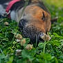 dog, sleeping, nose, clover, greenery, close_up, outdoor, nature, relaxation, pet, animal, fur, grass, red_collar, sleep, peaceful, rest, summer, daylight, blurred_background