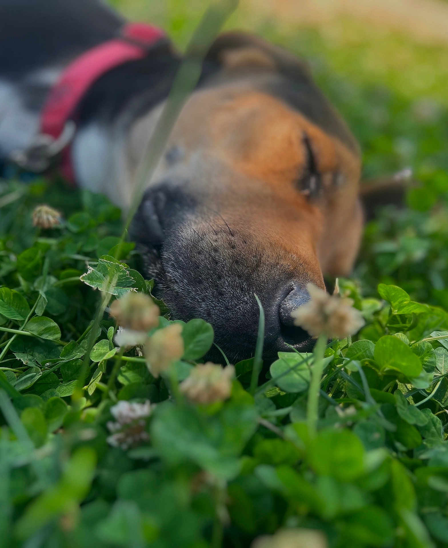 Mavrick is registered to the contest to win money with this photo: dog, sleeping, nose, clover, greenery, close_up, outdoor, nature, relaxation, pet, animal, fur, grass, red_collar, sleep, peaceful, rest, summer, daylight, blurred_background