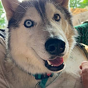 Talko a rejoint le concours — aidez-le/la à gagner de superbes lots ! animal, blue_eye, brown_eye, canine, close_up, collar, dog, domestic_animal, ears, friendly, fur, happy, heterochromia, husky, nature, outdoor, pet, portrait, smiling, tongue