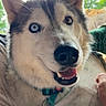animal, blue_eye, brown_eye, canine, close_up, collar, dog, domestic_animal, ears, friendly, fur, happy, heterochromia, husky, nature, outdoor, pet, portrait, smiling, tongue