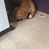 dog, brown_dog, sleeping, floor, corner, purple_wall, indoor, pet, animal, quiet, resting, small_dog, furniture, food_packet, cozy, home, canine, domestic, laying_down, quiet_moment