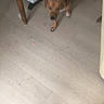 dog, brown_dog, floor, wooden_table, indoor, pet, animal, walking, light_floor, furniture_leg, small_debris, home, domestic, canine, curious, shadow, quiet, room, household, companion