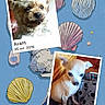 dog, small_dog, photograph, polaroid_style, text_overlay, blue_background, seashell_pattern, cute, pet, comparison, vintage_style, fluffy_dog, white_dog, animal, indoor, blanket, furniture, collage, dated_photo, portrait