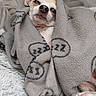 Nemo participe au concours pour gagner de l'argent avec cette photo : bedding, blanket, blanket_pattern, chihuahua, closeup, cozy, cute, dog, eyes, fur, indoor, nose, paws, pet, portrait, resting, sleepy, small_dog, textile, wrapped