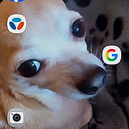 Nemo participe au concours pour gagner de l'argent avec cette photo : animal, animal_face, app_icons, blanket, candid, close_up, cozy, curious, dog, eyes, fur, home, indoor, nose, patterned_blanket, pet, portrait, resting, small_dog, smartphone_screen