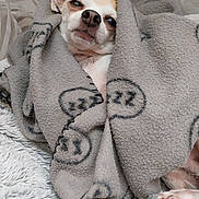 Josette Jamet a rejoint le concours — aidez-le/la à gagner de superbes lots ! animal, bed, blanket, comfort, cozy, cute, dog, fur, indoors, paw, pet, relaxed, resting, sleepy, small_dog, snug, soft, warm, wrapped, zzz_symbols