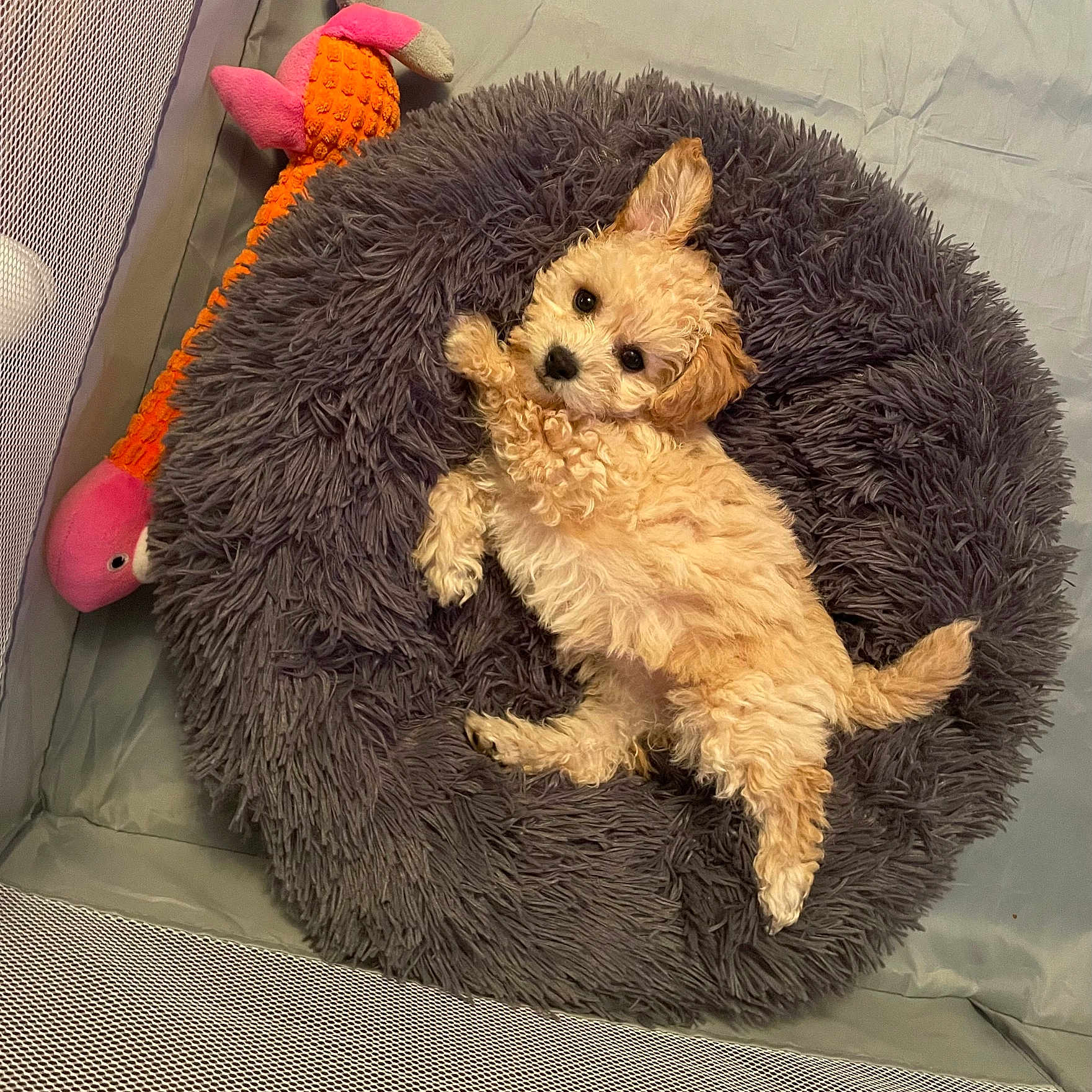 Posy joined the competition — help win amazing prizes! animal, bed, cozy, curly_fur, cute, dog, fluffy, fur, indoor, pet, pet_bed, playpen, plush_toy, puppy, relaxing, resting, small_dog, soft, toy, young_dog