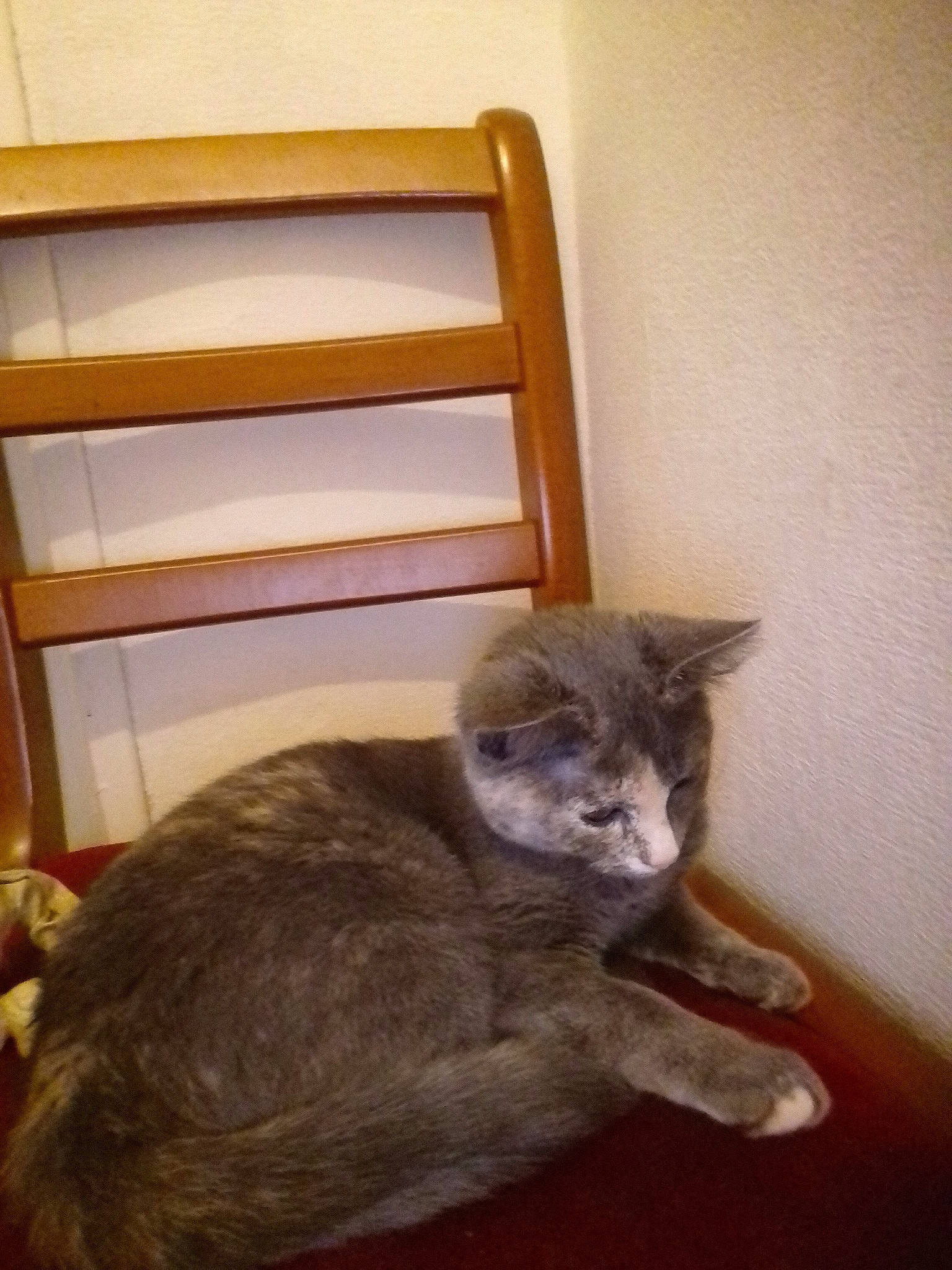 Pipa a rejoint le concours — aidez-le/la à gagner de superbes lots ! asian, carnivore, cat, domestic_short_haired_cat, felidae, furniture, kitten, nebelung, russian_blue, small_to_medium_sized_cats, tail, whiskers, wood