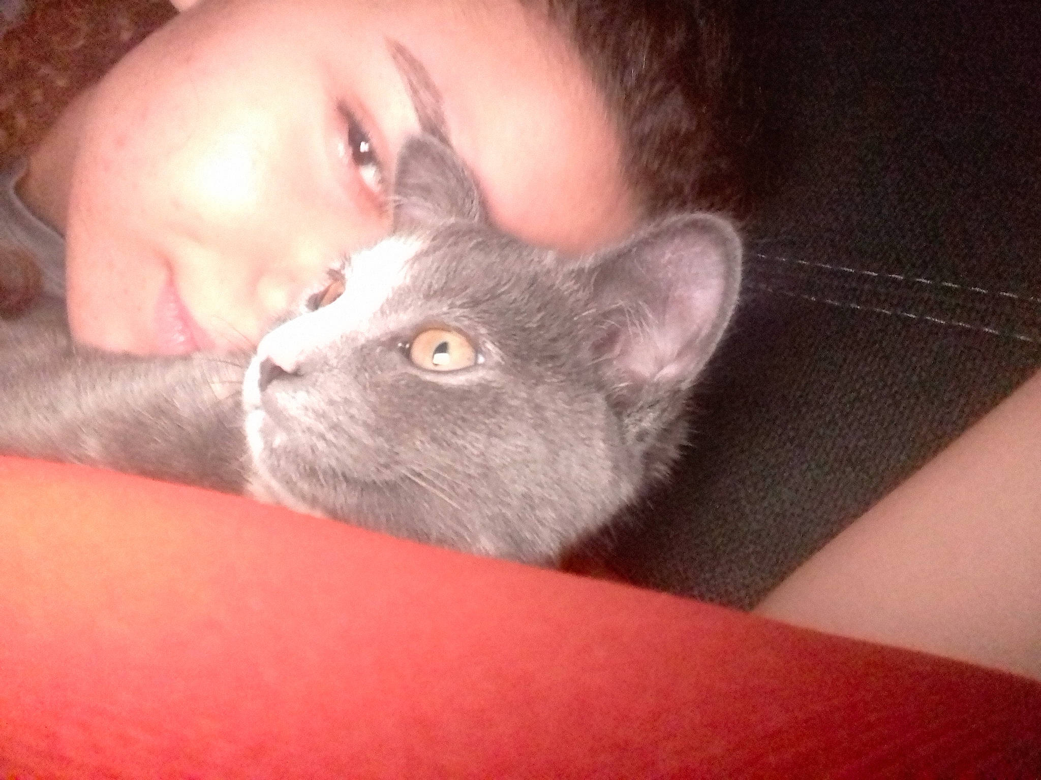 Pipa participe au concours pour gagner de l'argent avec cette photo : asian, british_shorthair, carnivore, cat, chartreux, close_up, domestic_short_haired_cat, ear, eye, felidae, kitten, korat, mammal, nebelung, nose, russian_blue, skin, small_to_medium_sized_cats, snout, whiskers