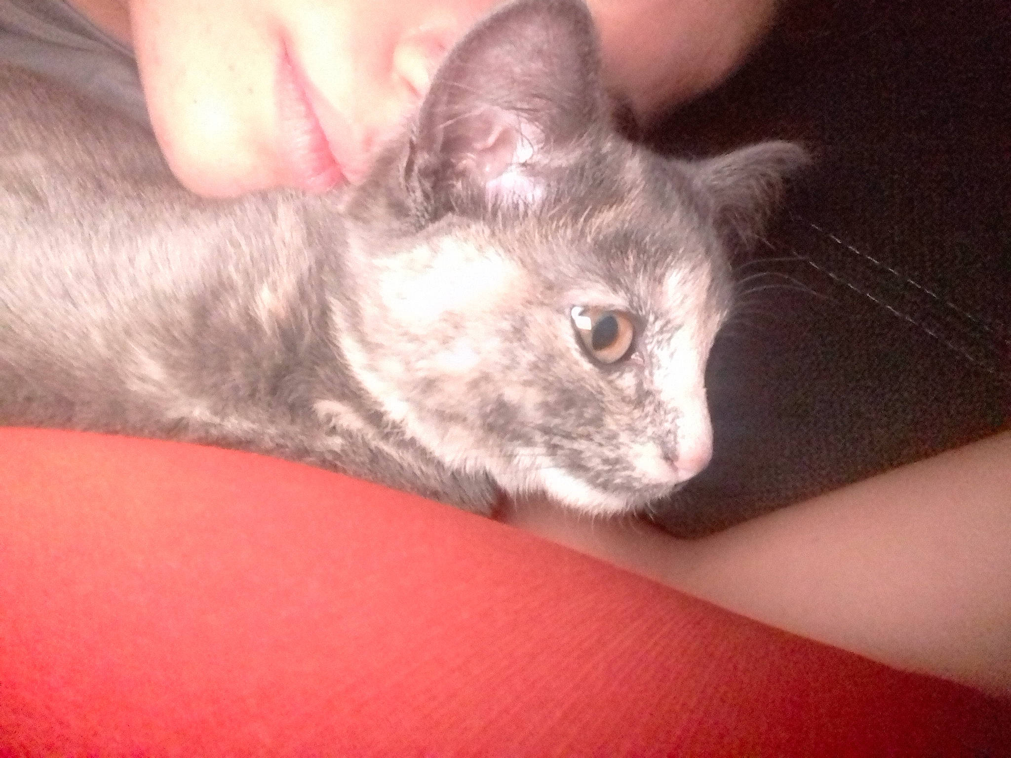 Pipa participe au concours pour gagner de l'argent avec cette photo : asian, carnivore, cat, cornish_rex, devon_rex, domestic_short_haired_cat, ear, eye, felidae, german_rex, hand, javanese, kitten, mammal, oriental_longhair, oriental_shorthair, small_to_medium_sized_cats, vertebrate, whiskers