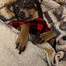 dog, blanket, cozy, indoor, resting, sleepy, plaid, fur, paw, cute, pet, snuggled, warm, comfortable, relaxed, animal, brown, black, small_dog, fleece