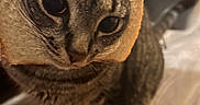 Kitty is registered to the contest to win money with this photo: cat, tabby_cat, bread, slice_of_bread, pet, animal, indoor, wooden_floor, funny, cute, close_up, face, whiskers, domestic_animal, feline, looking_up, brown, striped, head, floor