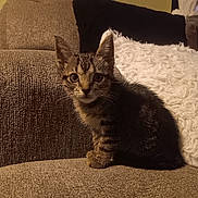 Kitty joined the competition — help win amazing prizes! kitten, cat, tabby, pet, animal, feline, couch, furniture, indoor, cozy, blanket, pillow, brown, white, curious, young, sitting, fur, whiskers, ears