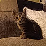kitten, cat, tabby, pet, animal, feline, couch, furniture, indoor, cozy, blanket, pillow, brown, white, curious, young, sitting, fur, whiskers, ears