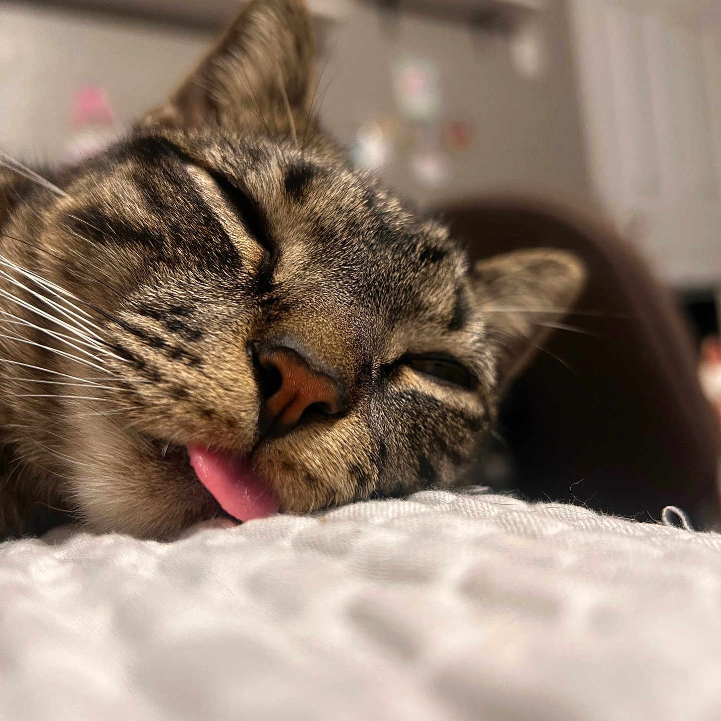 Kitty joined the competition — help win amazing prizes! cat, tabby, close_up, sleepy, tongue_out, whiskers, feline, pet, indoor, soft_surface, relaxed, blurred_background, fur, cute, animal, face, resting, nap, domestic_cat, portrait