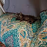Kitty joined the competition — help win amazing prizes! kitten, cat, sleeping, bed, bedding, paisley_pattern, tabby, indoor, cozy, resting, feline, quiet, furniture, home, comfort, cute, animal, pet, soft, relaxation