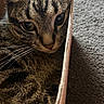 Kitty is registered to the contest to win money with this photo: cat, tabby, close_up, whiskers, fur, cardboard_box, peeking, curious, indoor, pet, animal, eyes, face, texture, carpet, feline, portrait, brown, striped, cozy
