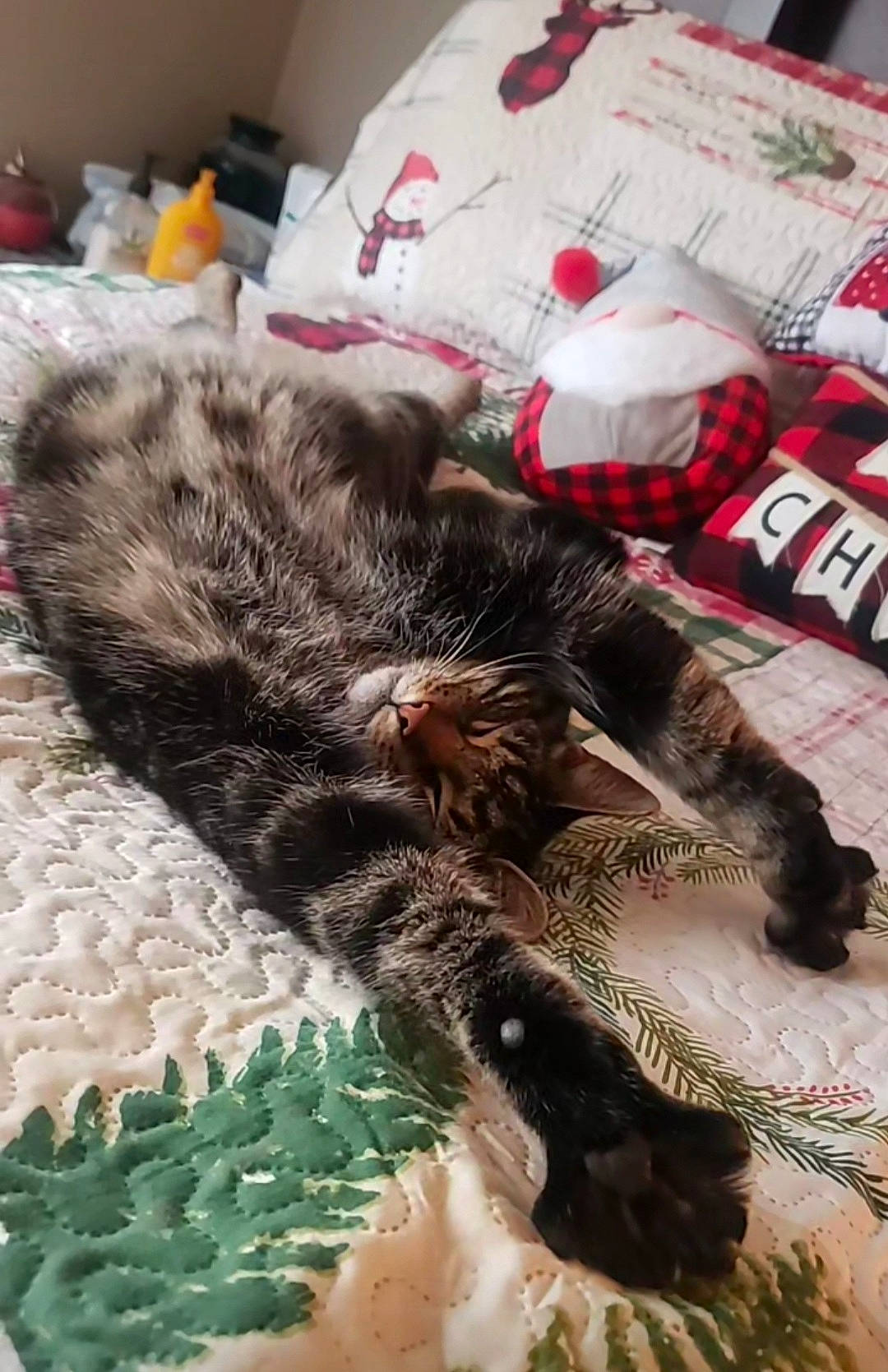 Jack is registered to the contest to win money with this photo: bed, bedding, carmine, carnivore, cat, claw, comfort, domestic_short_haired_cat, felidae, fur, linens, nap, pattern, paw, room, small_to_medium_sized_cats, sporting_group, tail, textile, whiskers