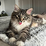 Kona joined the competition — help win amazing prizes! animal, bedroom, blanket, cat, cozy, cute, domestic_cat, feline, fluffy, fur, home, indoor, lying_down, paws, pet, relaxed, soft_texture, tabby_cat, tongue_out, whiskers