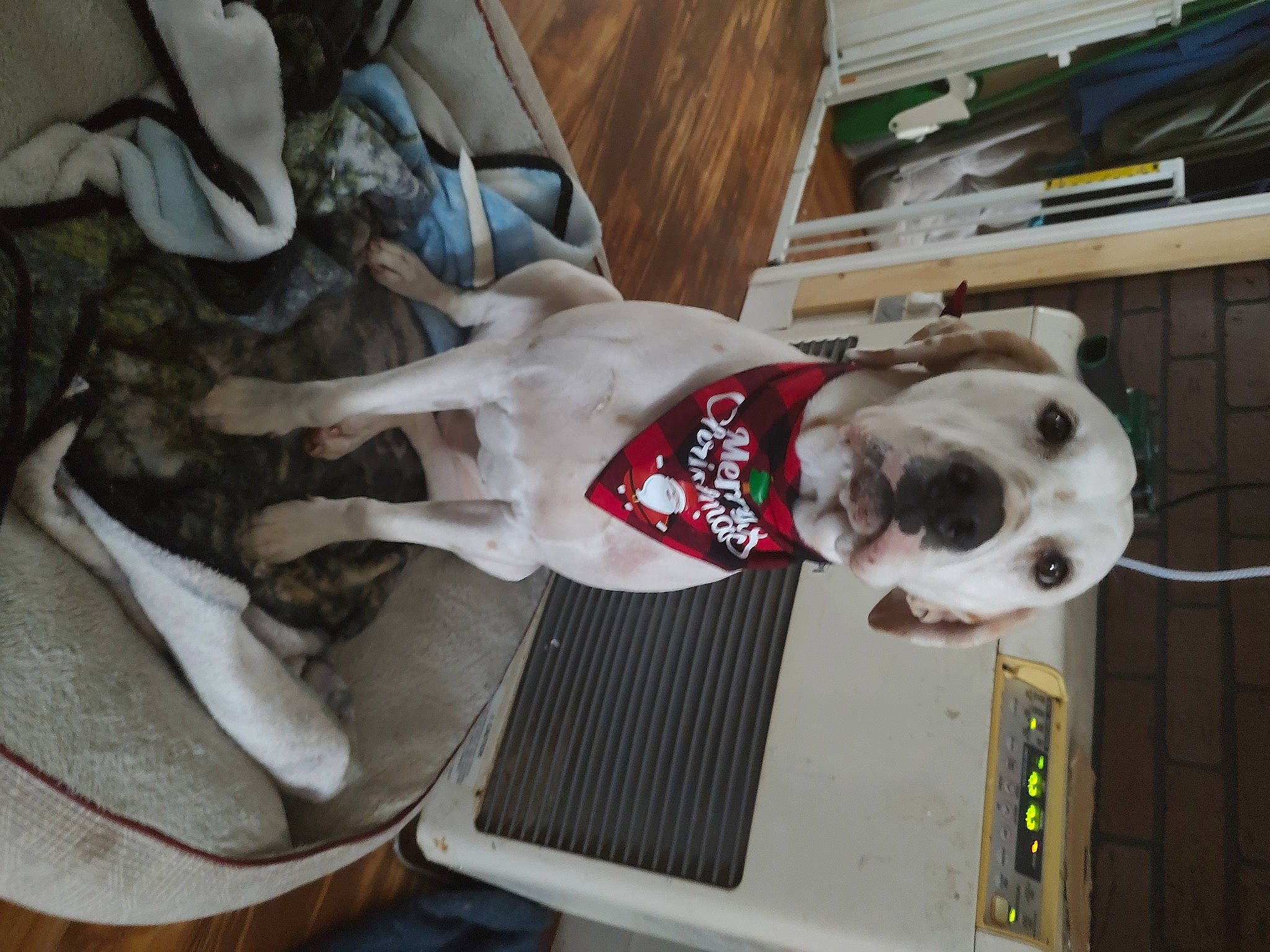 Lily joined the competition — help win amazing prizes! canidae, carmine, carnivore, collar, companion_dog, dalmatian, dog, dog_breed, dog_clothes, dog_collar, dog_supply, fawn, fur, guard_dog, leash, pet_supply, snout, sporting_group, wood, working_animal