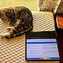 Lemon is registered to the contest to win money with this photo: cat, tabby_cat, sleeping, mattress, tablet, screen, window, curtains, quilted, wooden_furniture, study, technology, indoor, resting, peaceful, light, home, device, pet, quiet